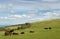 Wild Exmoor ponies on Countisbury, North Devon