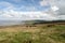 Wild Exmoor ponies on Porlock Hill, North Devon