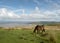 Wild Exmoor ponies on Porlock Hill, North Devon