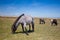 Wild Exmoor Ponies on the summer pasture,Great Britain