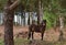 Wild Exmoor Pony