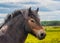 Wild Exmoor Pony