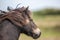 Wild Exmoor Pony