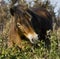 Wild Exmoor pony grazing