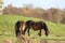 Wild Exmoor pony in the Netherlands