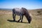 Wild Exmoor Pony on the summer pasture,Great Britain