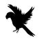 Wild exotic macaw bird animal flying silhouette