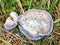 Wild exotic mountain mushrooms high in the Canadian Rockies outs