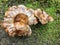 Wild exotic mountain mushrooms high in the Canadian Rockies outs