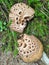 Wild exotic mountain mushrooms high in the Canadian Rockies outs