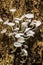 Wild exotic mushroom fungus growing in jungle