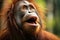 Wild expression young orangutan vocalizes loudly in its natural surroundings