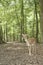 Wild fallow deer in Black Forest, Germany