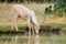 Wild Fallow Deer Buck