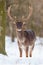 Wild Fallow deer, dama dama, male standing in snow.