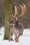 Wild Fallow deer, dama dama, male standing in snow.