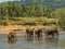 wild family Asia Elephant bath in river spring jungle Ceylon, ,