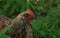 Wild farm variegated chicken bird in grass