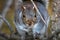 Wild fat eastern gray squirrel perched on a tree in the shade, approaching the camera cautiously