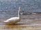 Wild fat swan feeding close to lake bank