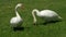 Wild fat swan feeding close to lake bank. White swan