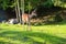 Wild fawn in a forest