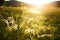 Wild feather grass on the forest meadow at sunset