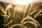 Wild feather grass in the forest at sunset