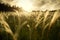 Wild feather grass in a summer forest at sunset