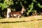 Wild Fellow deer in a forst in New Zealand