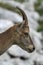 Wild female alpine ibex - steinbock portrait