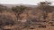 Wild Female Antelope With Her Baby In The Bushes Of The African Samburu Reserve