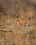 wild female bengal tiger or panthera tigris tigris side profile fixing her gaze or stare on possible prey in dhikala grassland jim