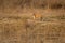 wild female bengal tiger or panthera tigris tigris side profile fixing her gaze or stare on possible prey in dhikala grassland jim