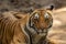 wild female bengal tiger or tigress or panthera tigris tigris extreme closeup image or fine art portrait with eye contact at jim