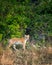 wild female bengal tiger or tigress or panthera tigris tigris with eye contact on morning stroll in natural green background from