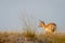 wild female blackbuck or antilope cervicapra or indian antelope back profile walking against blue sky background in grassland