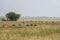 Wild female blackbuck or antilope cervicapra or indian antelope grazing in scenic grassland landscape and flock of birds and herd