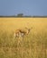 Wild female blackbuck or antilope cervicapra or indian antelope turn over with eye contact in natural scenic grassland landscape