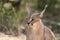 Wild female Caracal portrait in Namibian savannah