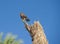 Wild female common kestrel perched on a straw stack