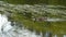 Wild female duck swimming in water.