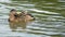 Wild female duck washing herself in the pond