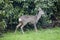 Wild Female European Roe Deer in front of rhododendron Bushes