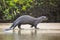 Wild Female Giant Otter Strolling along Beach by Jungle