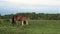 Wild female horse or mare with her male foal suckling for milk