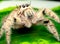 Wild female jumping spider with white and cream color look high vision and stay on green leaf