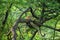 Wild female leopard or panther resting on tree trunk or branch with eye contact in natural monsoon green background at forest or