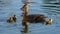 Wild female mallard duck with cute ducklings