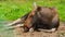 Wild female moose laying on the ground.